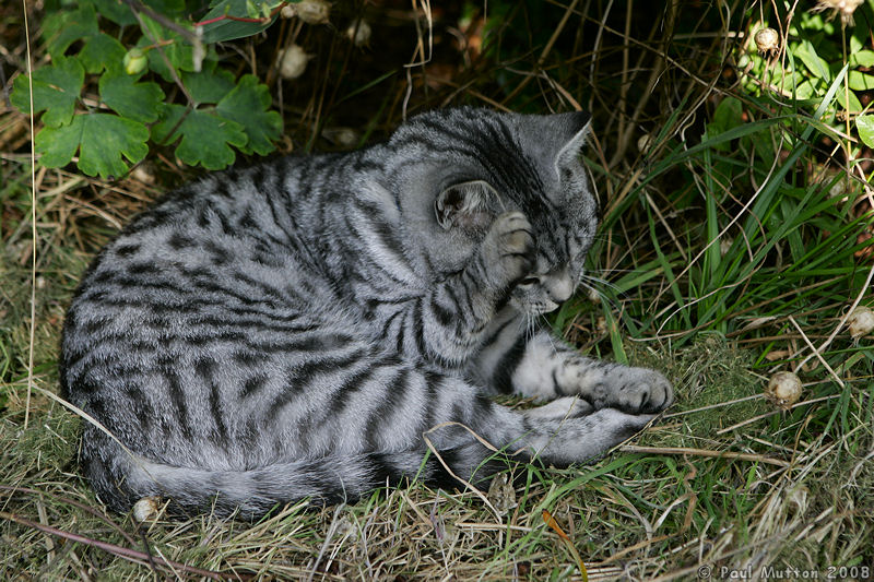  A8V5545 Cat cleaning itself